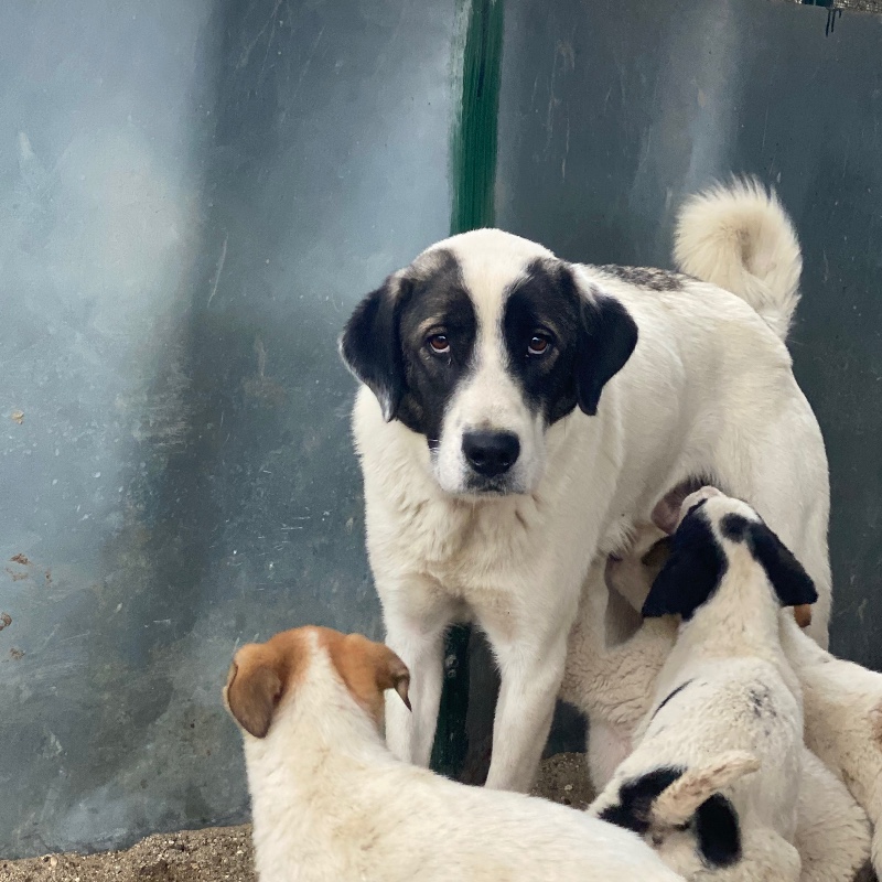 #